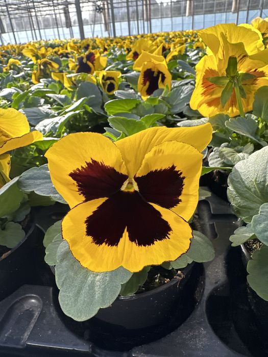 Bratki , byliny , prymula , ample