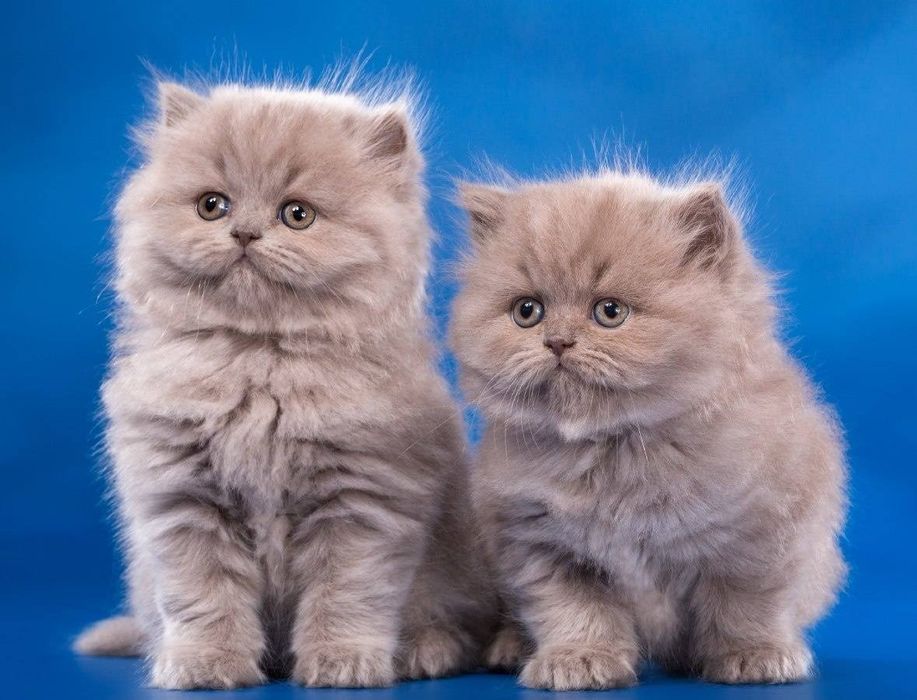 Хайленд фолд ( шотландські) весловухі та прямовухі