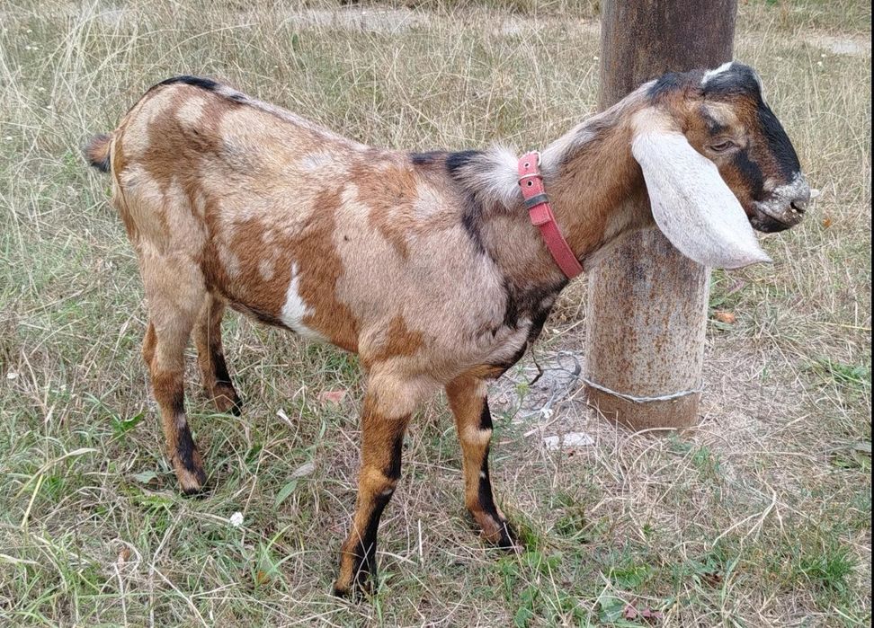 100 %  Цап Англонубієць