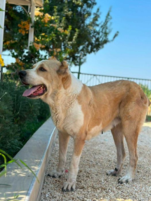 Pati - owczarek azjatycki, suka do adopcji