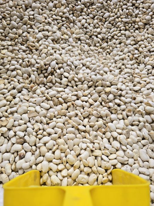 Pellet Sobianek Barlinek Olczyk Lava Olimp Sylva Pelleton Pelet Feniks