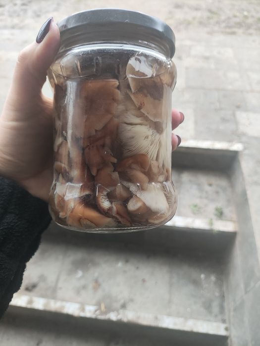 Marynowane opieńki 5 słoiczków 0.5litra