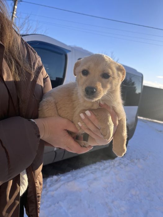 Цуцик, собачка, собака, щенок