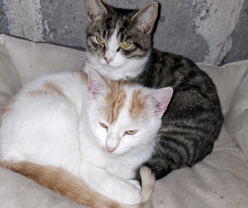 Kociaki do pilnej adopcji