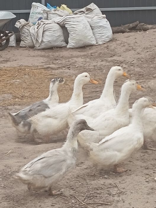 Продаю інкубаційне яйце Пекінської качки