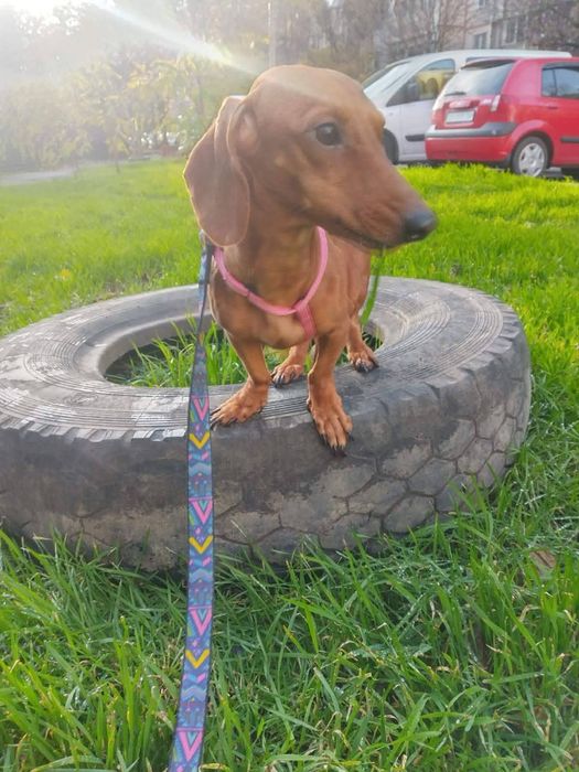 Продам  девочку  мини таксу