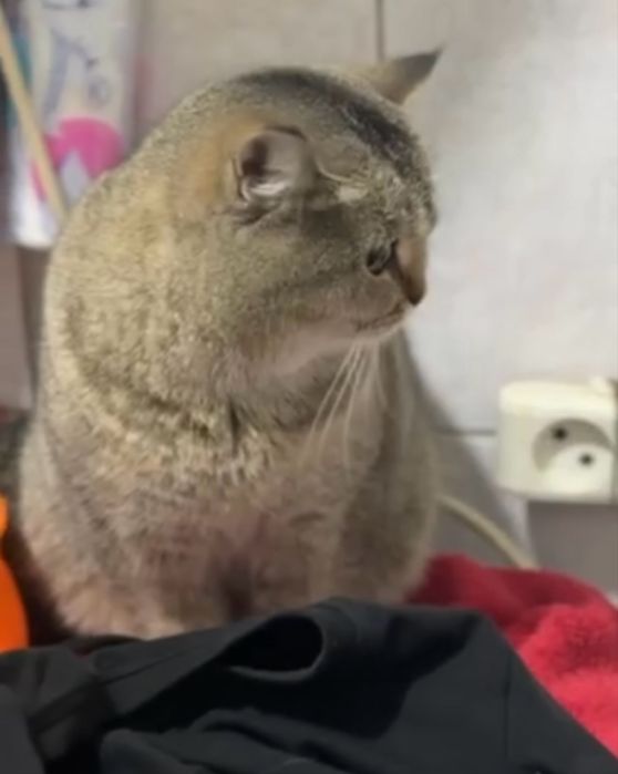 Красивая мололая британка