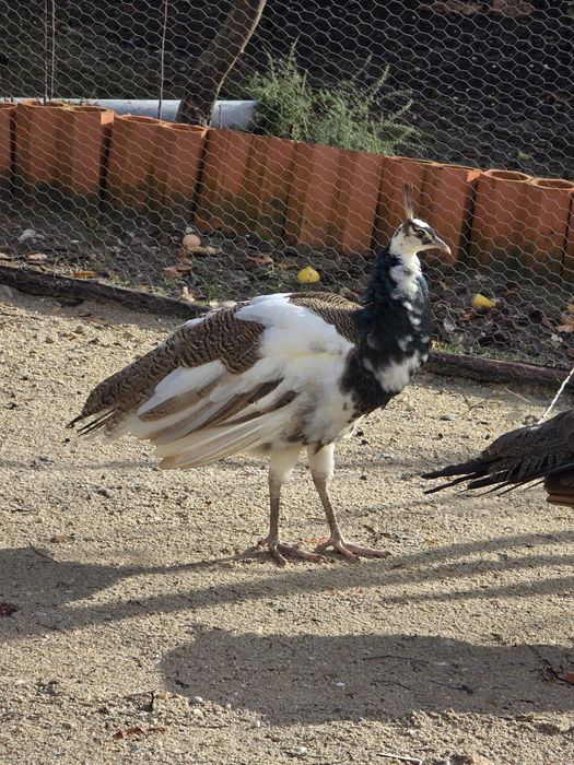 Pavões com fator arlequim