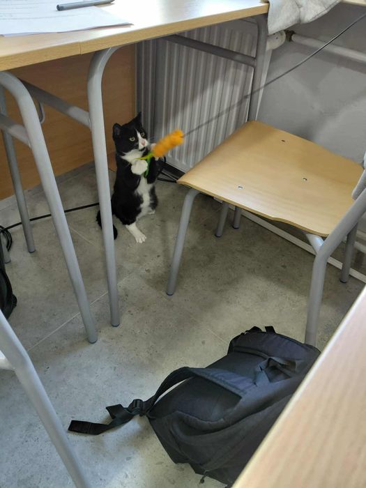 Rogatek poleca się do adopcji!