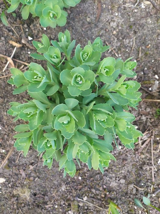 Очіток видний рожевий Седум