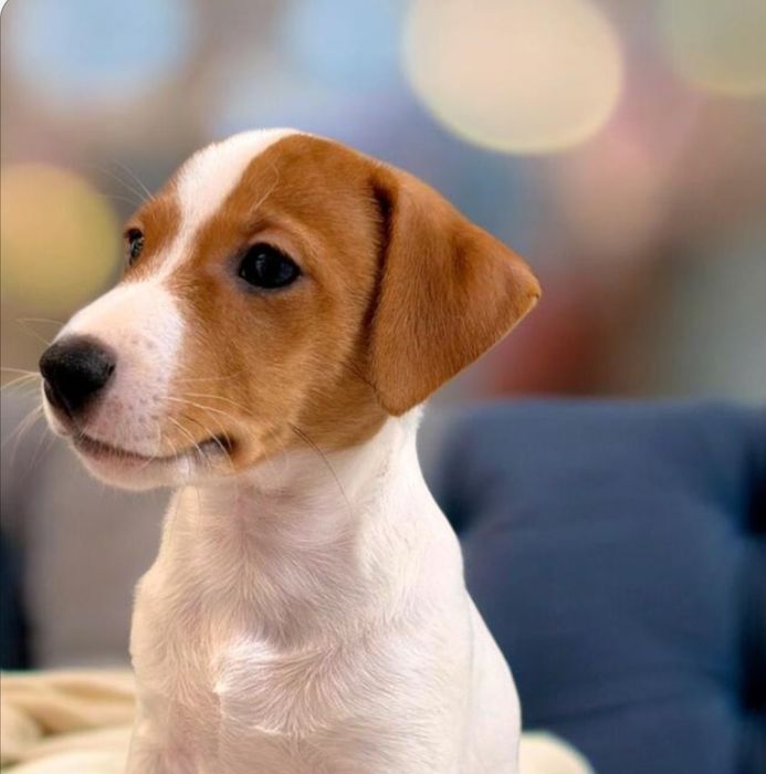 Super Jack Russell Terrier!