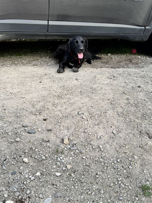 Oddam psa w dobre ręce