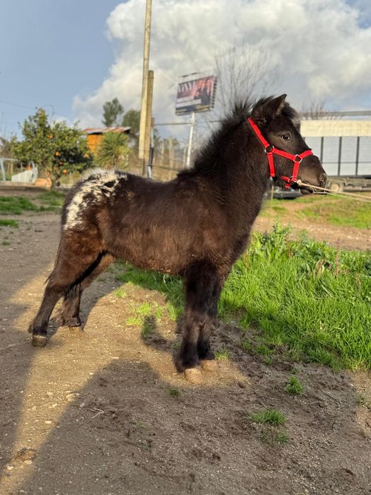Pônei Shetland TOP