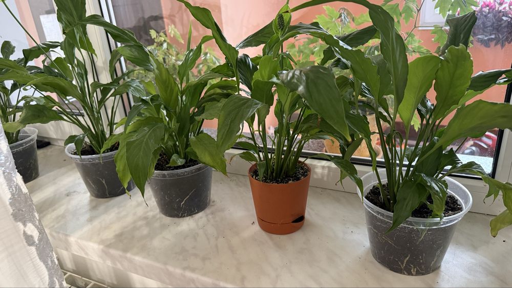 Спатіфілум жіноче щастя кімнатна рослина