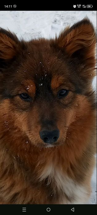 Собака шукає господаря