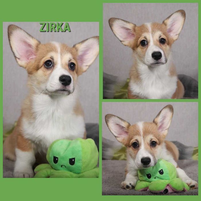 Рыжие девочки корги