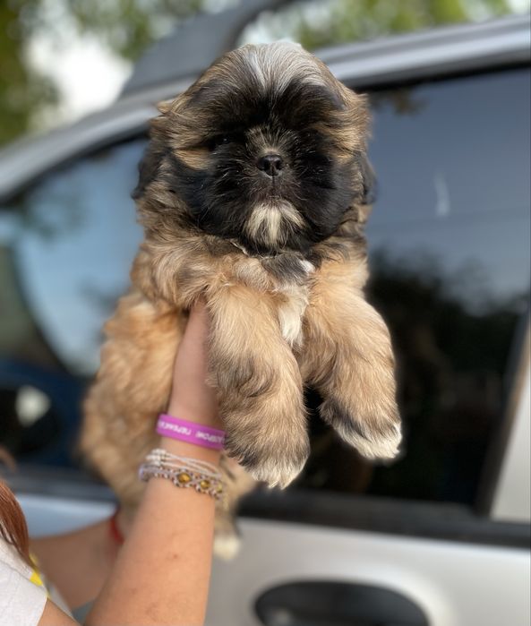 Шукаємо родину для шитцу