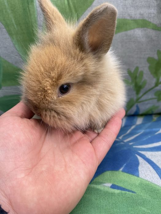 Króliczki królik miniaturka