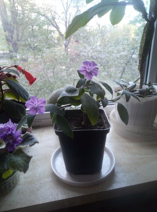 Комнатные цветы катарантус