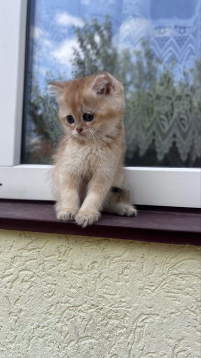 Золота шиншила котик