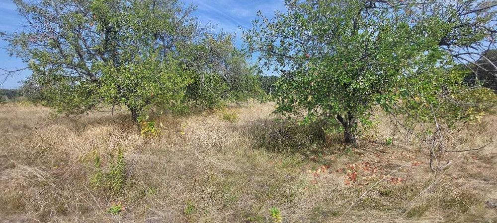 12 сот під садівництво Великі Дмитровичі