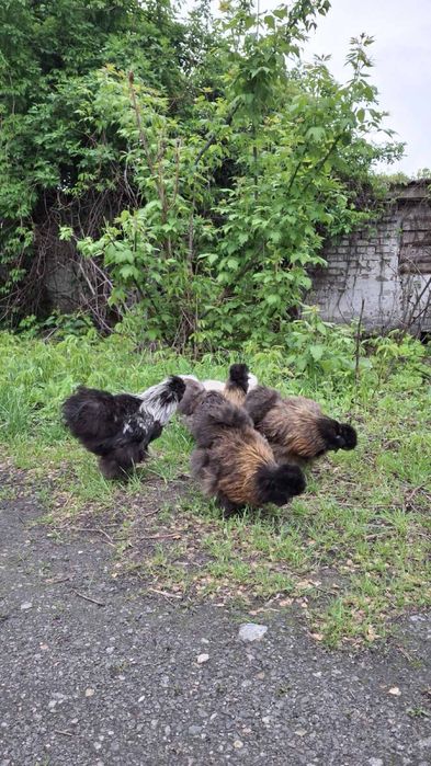 Курі китайська шовкова.Інкубаційні яйця китайськоі шовковоі курочки.