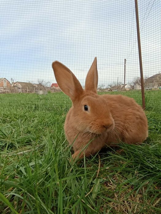 Кролик, кролики, кролі, бургундія