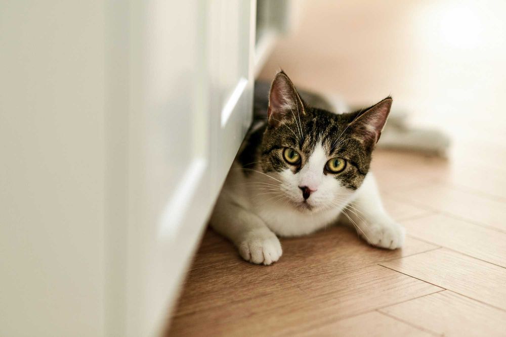 Półroczny, wykastrowany Milo szuka domu