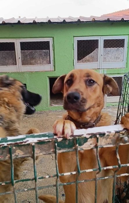 Doa-se filhote de cão porte Grande