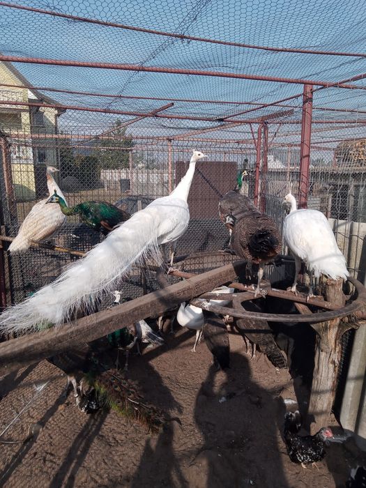 Paw szmaragdowy, samica z maja tego roku