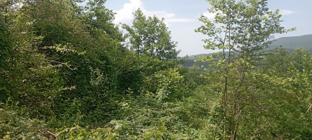 Продаю ділянку в горах Карпат Голубине Вілла Квітка