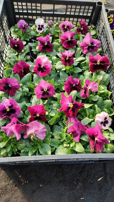 Bratki od Producenta