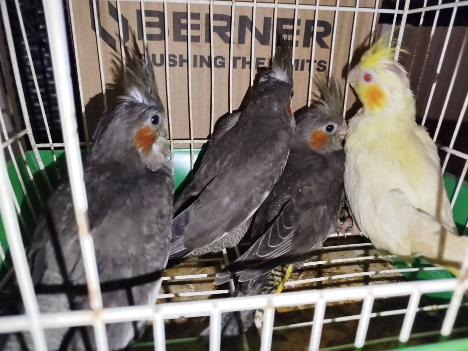 Caturra domésticada