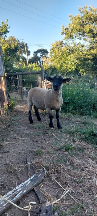 Malato Suffolk X southdow