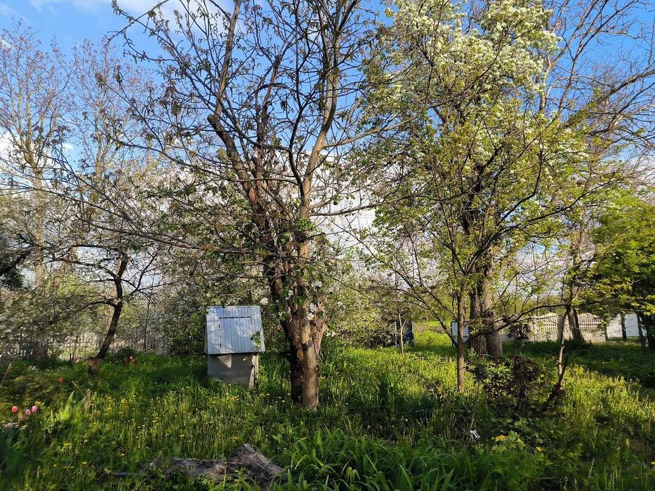 Продам будинок 40 сот.землі  Сквирський р-н с. Антонів  Київська обл.