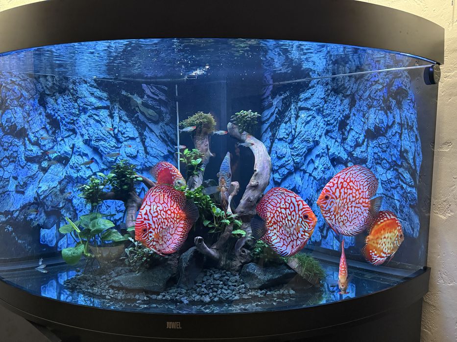 Akwarium Juwel najwyższa wersja narożne 350l Helia Lux.
