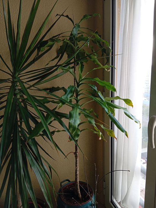 Plantas naturais a 15 euros