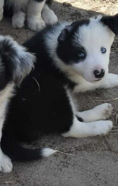 Menina Border collie de olhos azuis