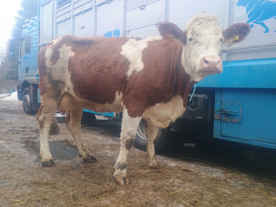 Sprzedam krowę cielną po pierwszym cielaku