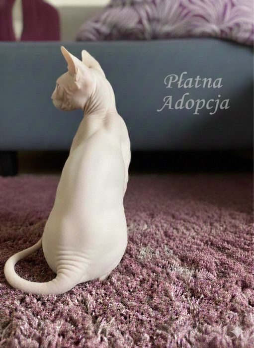 Biala Koteczka • miłosniczka Psów • Platna Adopcja • Wwa & / c.Polska