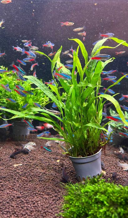 Microsorium Windelov i Narrow mini