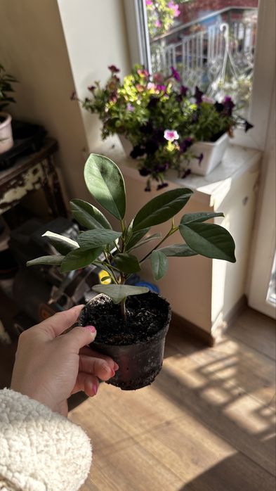 Продаються  дітки фікуса benjamina виду Moclame.