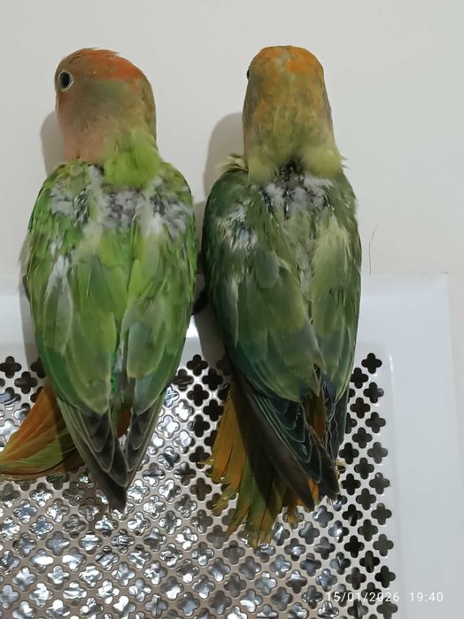 Agapórnis Roseicollis para levantarem voo