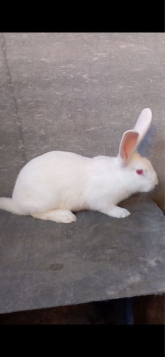 Термонська біла кітних кроличок самці