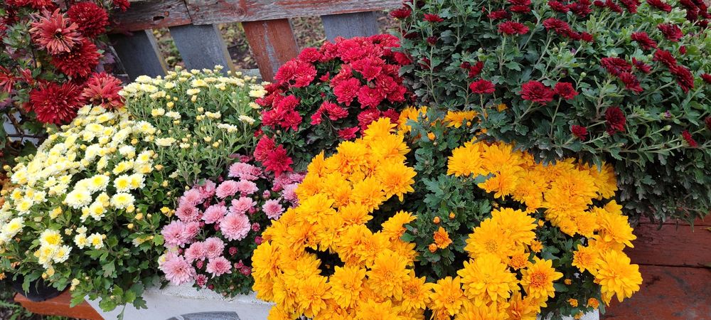 Продам хризантему в горщиках, недорого є не розквітлі