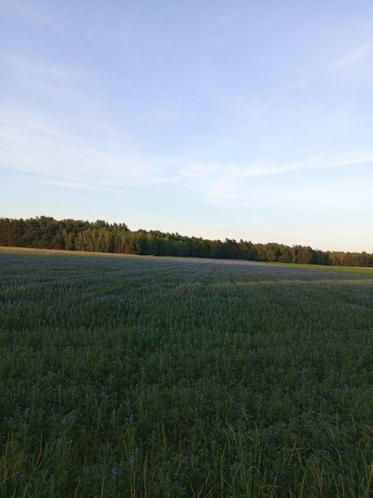 Sprzedam łubin gorzki wąskolistny