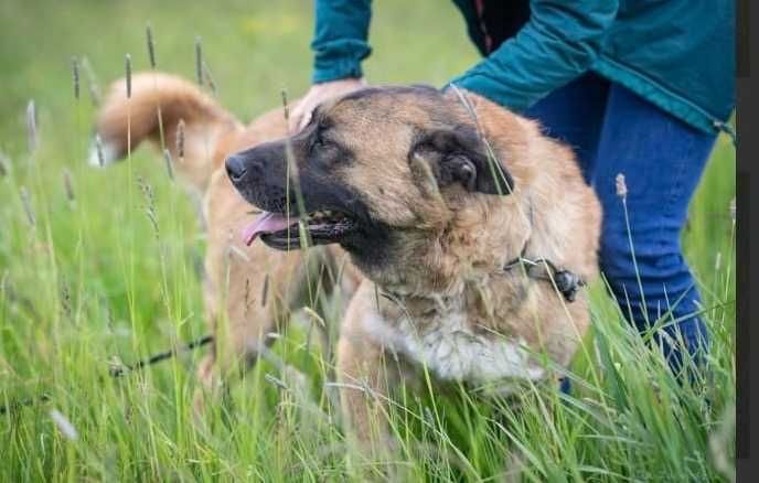 FOKUS duży pies o gołębim sercu