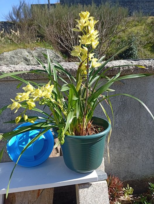 Vendo vasos de orquídeas