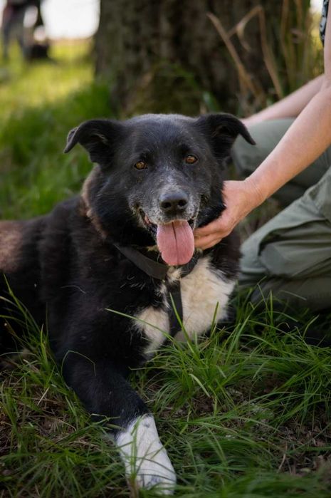 Pablo - uroczy, energiczny średniak, do adopcji.