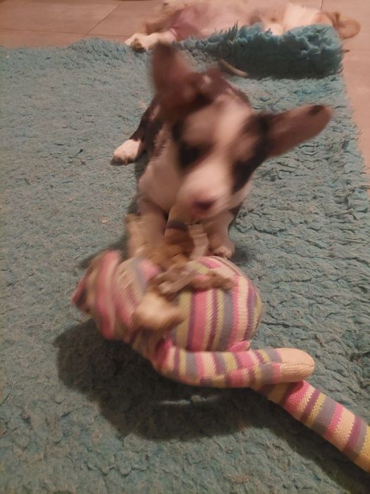 Welsh Corgi Cardigan FCI